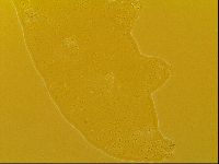 Macrobiotus topali image