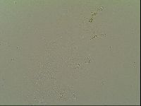 Macrobiotus topali image