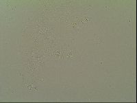 Macrobiotus topali image