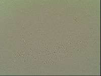 Macrobiotus topali image
