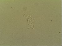 Macrobiotus topali image