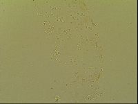 Media resource of Macrobiotus topali