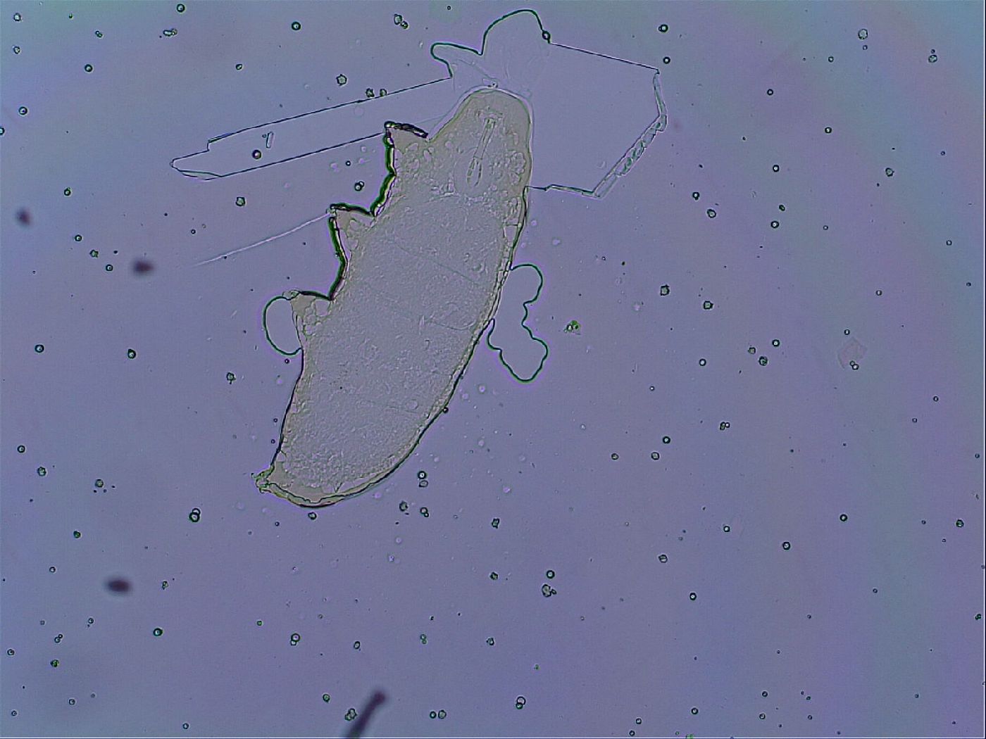 Mesobiotus stellaris image