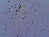 Mesobiotus stellaris image