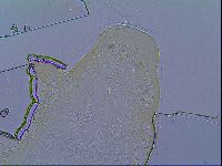 Mesobiotus stellaris image