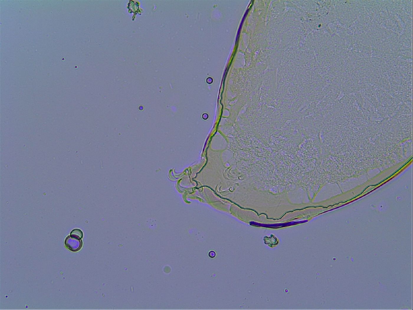 Mesobiotus stellaris image