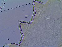Mesobiotus stellaris image