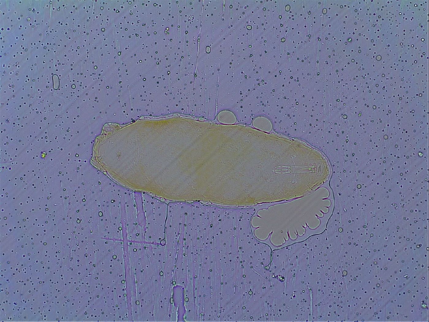 Macrobiotus spectabilis image