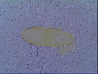 Media resource of Macrobiotus spectabilis