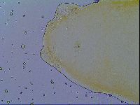 Macrobiotus spectabilis image