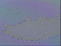 Ramazzottius oberhaeuseri image
