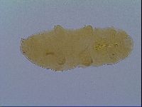Macrobiotus hufelandi image