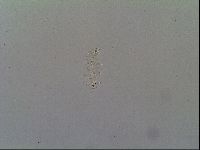 Minibiotus intermedius image
