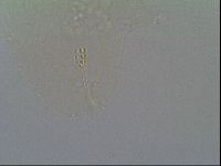 Minibiotus intermedius image