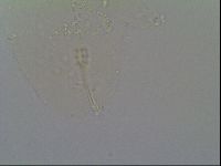 Minibiotus intermedius image