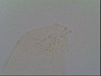 Minibiotus intermedius image