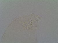 Minibiotus intermedius image