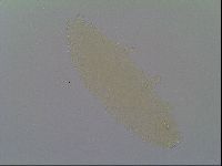 Minibiotus intermedius image