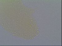 Minibiotus intermedius image