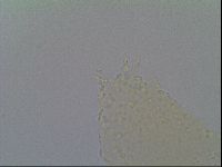 Minibiotus intermedius image