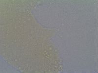 Minibiotus intermedius image
