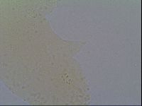 Minibiotus intermedius image