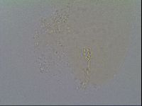 Minibiotus intermedius image