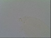 Minibiotus intermedius image