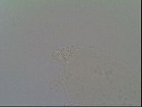 Minibiotus intermedius image