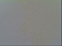 Minibiotus intermedius image