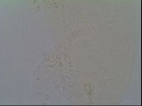 Minibiotus intermedius image