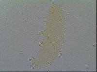 Minibiotus intermedius image