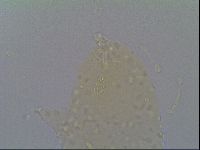 Minibiotus intermedius image
