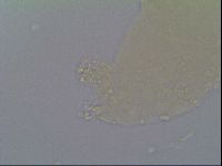 Minibiotus intermedius image