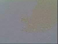 Minibiotus intermedius image