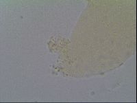 Minibiotus intermedius image