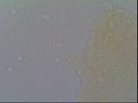 Minibiotus intermedius image