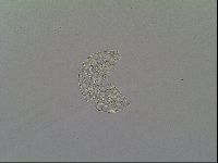 Mesobiotus montanus image