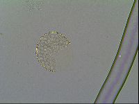 Mesobiotus montanus image
