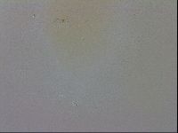 Macrobiotus recens image