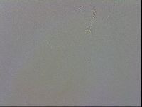 Macrobiotus recens image