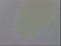 Macrobiotus recens image