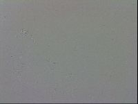 Macrobiotus recens image