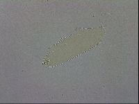Paramacrobiotus areolatus image