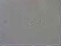 Macrobiotus recens image