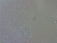 Macrobiotus recens image