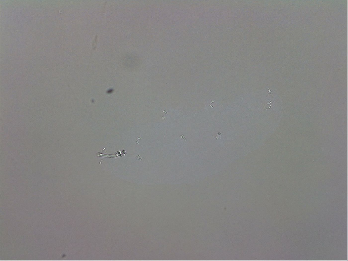 Macrobiotus recens image