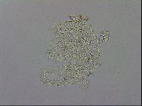 Macrobiotus recens image
