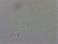 Macrobiotus recens image