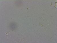 Macrobiotus recens image